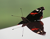 dscn2662g800