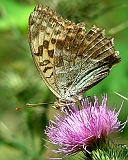 dscn2741g800