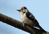 DSC06501dzi800