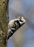 DSC06763dzi800