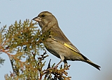 dsc08991dzw800
