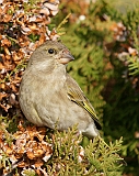 dsc09109dzw800