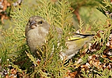 dsc09131dzw800
