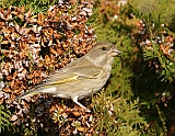 dsc09140dzw800