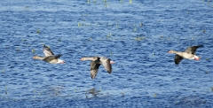 DSC05027g1200