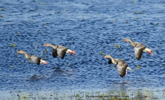 DSC05036g1200