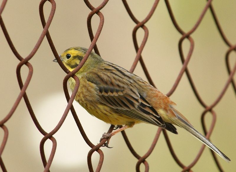 DSC07032trz800.JPG