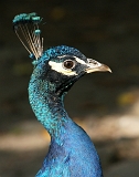 Pawie