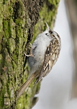 Pełzacze