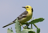Pliszki