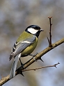 Sikorki