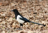Sroki