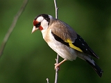 Szczygły