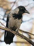 Wrony