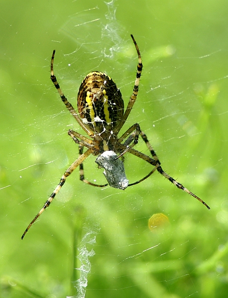 PICT0729g.JPG - Tygrzyk paskowany, Argiope bruennichi