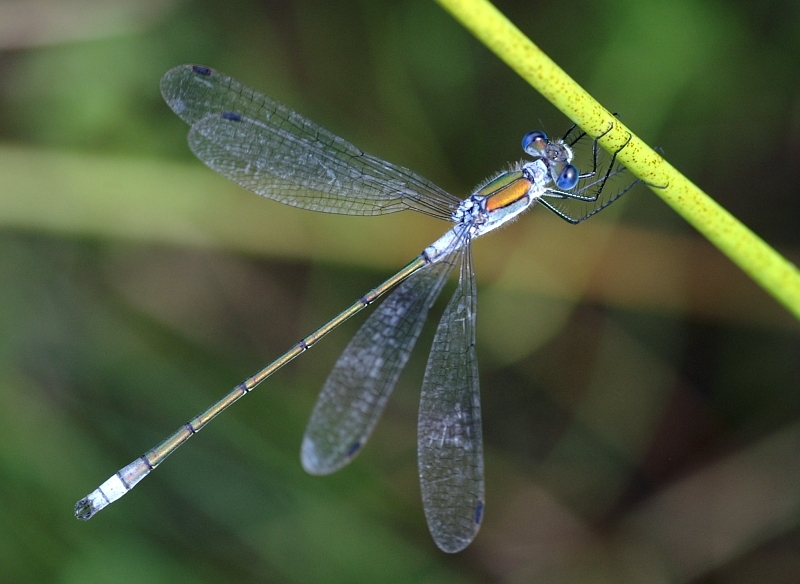 PICT2015g.JPG - Pałątka pospolita, Lestes sponsa