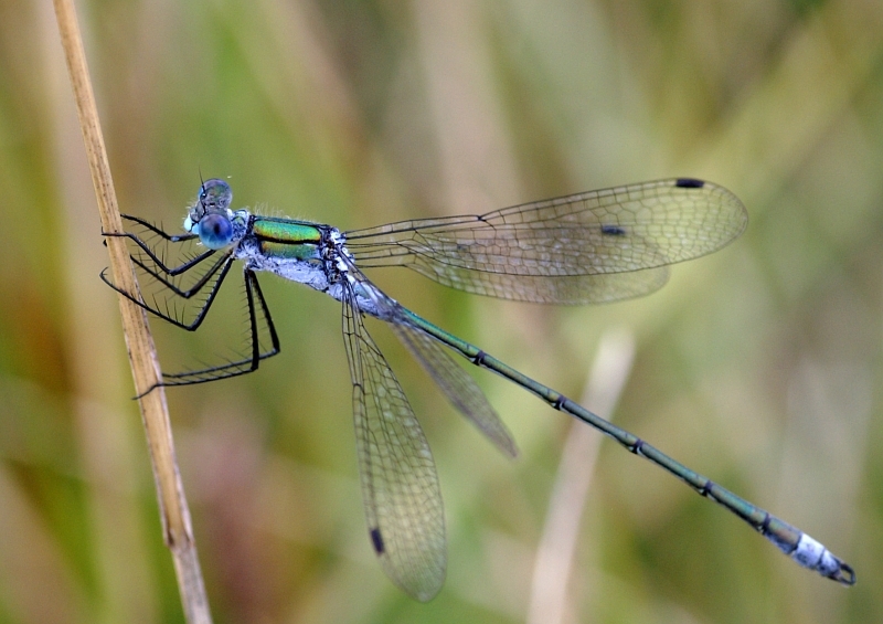 PICT2068g.JPG - Pałątka pospolita, Lestes sponsa