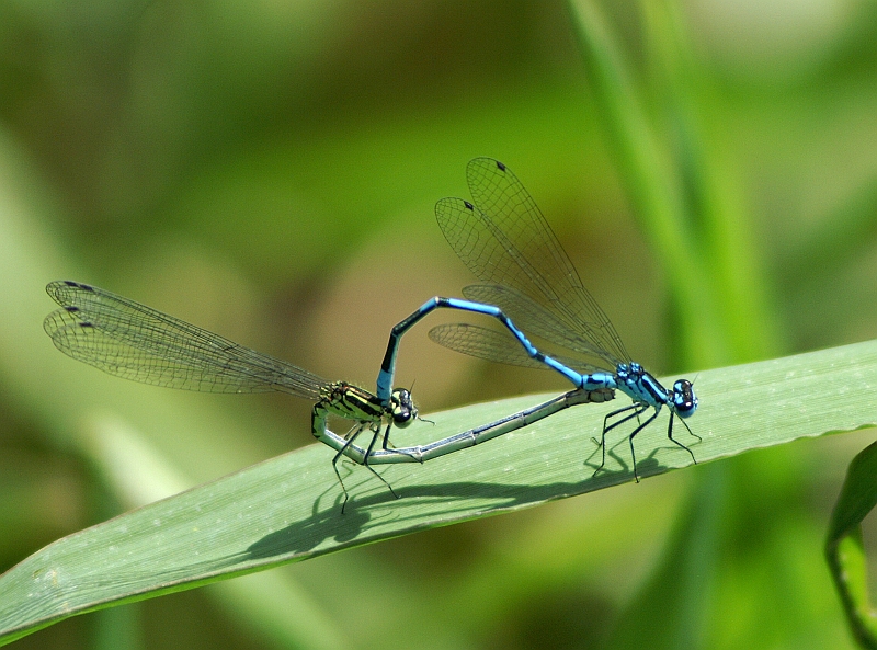 PICT7072g.JPG - Coenagrion puella