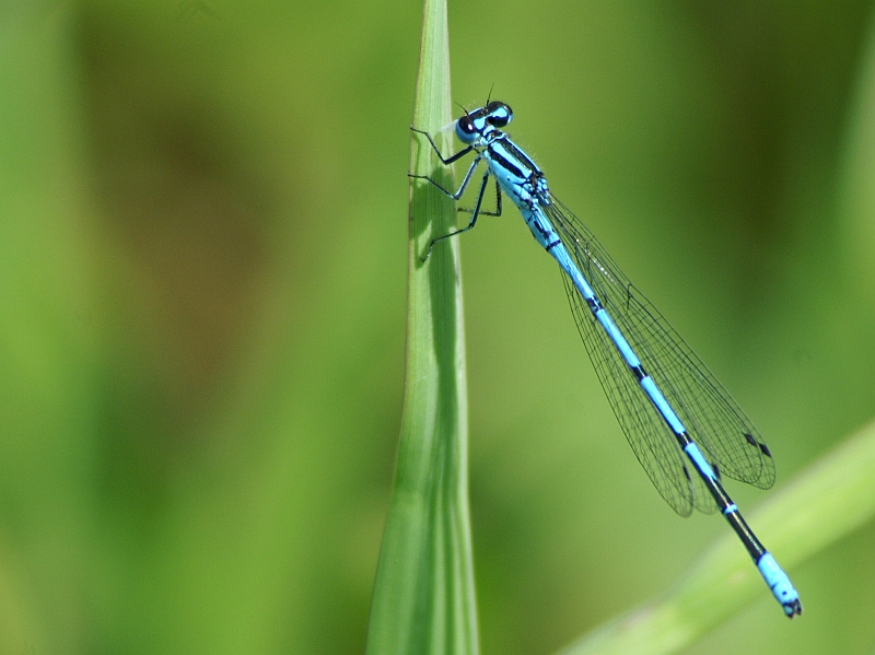 PICT7078g.JPG - Coenagrion puella