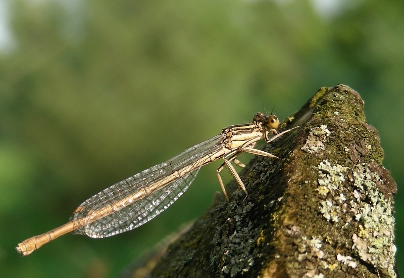 dscn2581g800.jpg