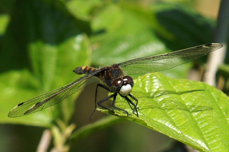 pict7818g800.jpg - Leucorrhinia albifrons, zalotka większa