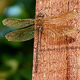 dscn2606g800